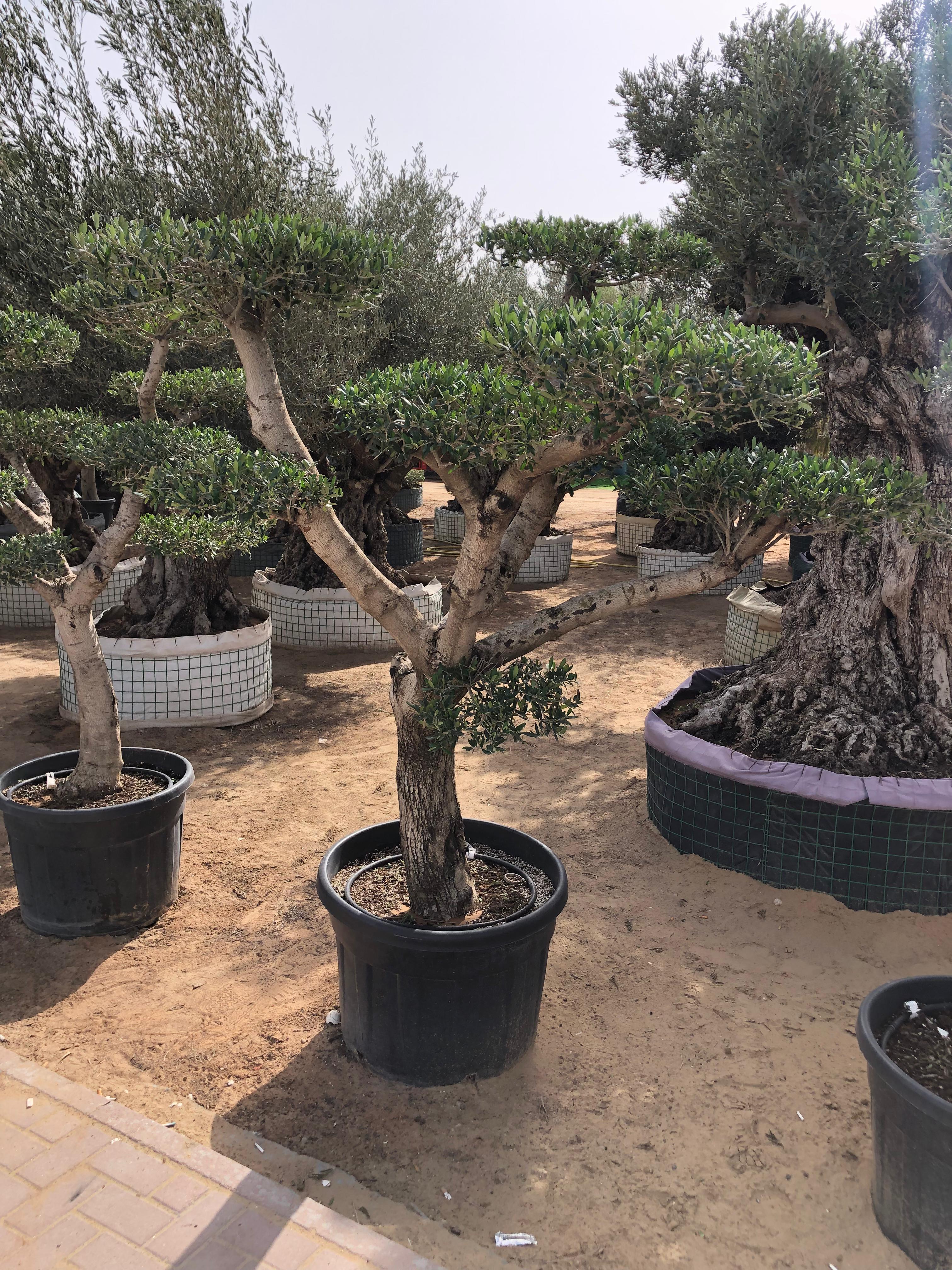 Olive Bonsai 30 yr Old XL Plants UAE. Potted trees in a garden setting with other plants in the background