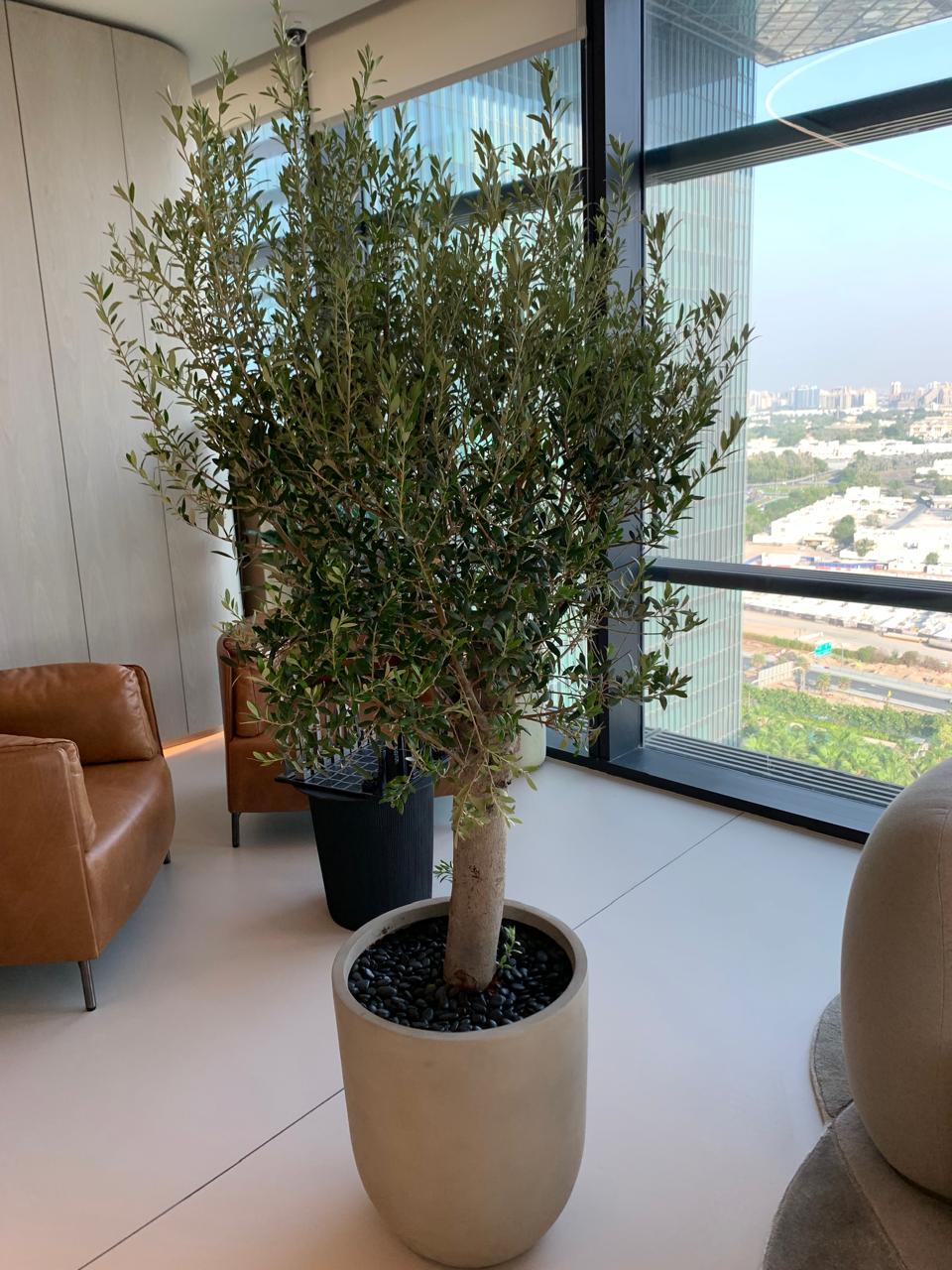 Olive Tree 2m 15-20 yr old Clearance Sale Indoor Plants UAE