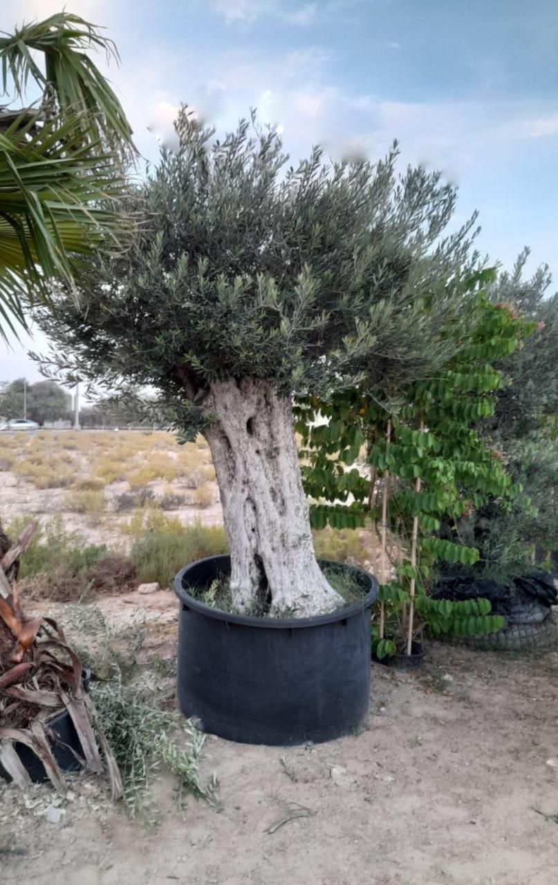 Olive Tree Aged 30 to 50 years Old PROMO  Outdoor Plants Dubai