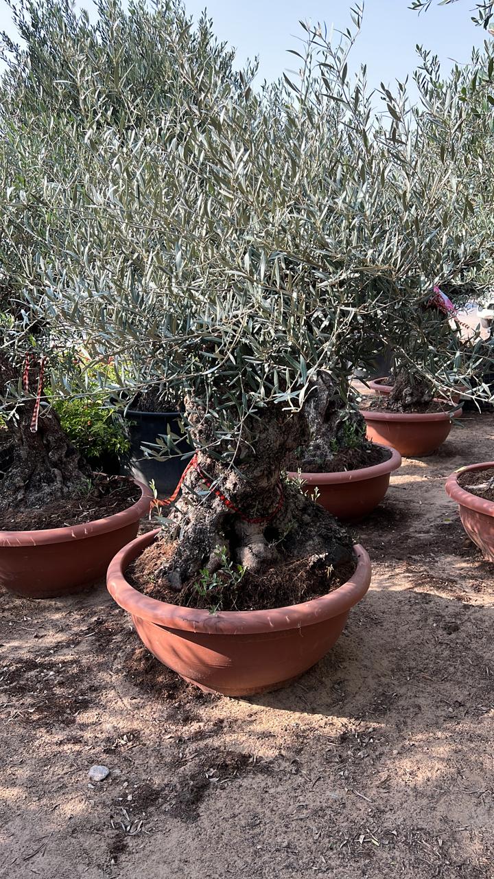 Olive Tree Aged Big Trunk 30 yrs old clearance sale Outdoor Plants Dubai