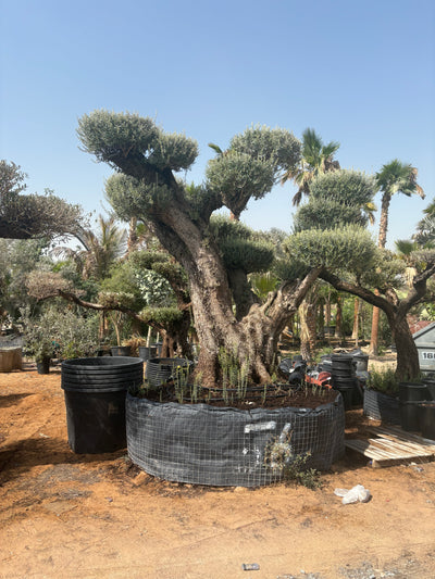 Olive Tree Bonsai 80 yr old Multiple Trunk Outdoor Plants Dubai.