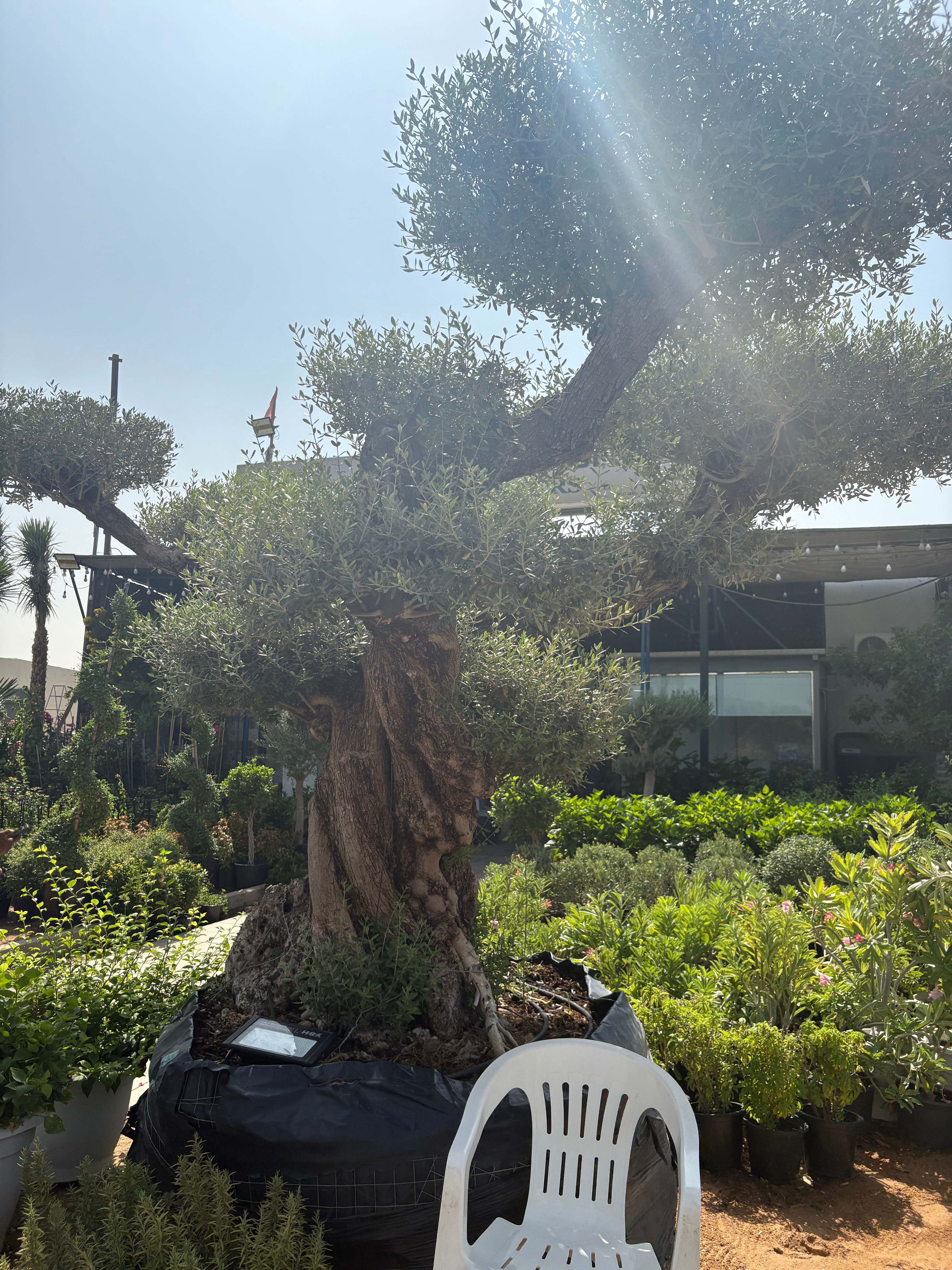 Olive Tree Bonsai 70 yr old Outdoor Plants Dubai.