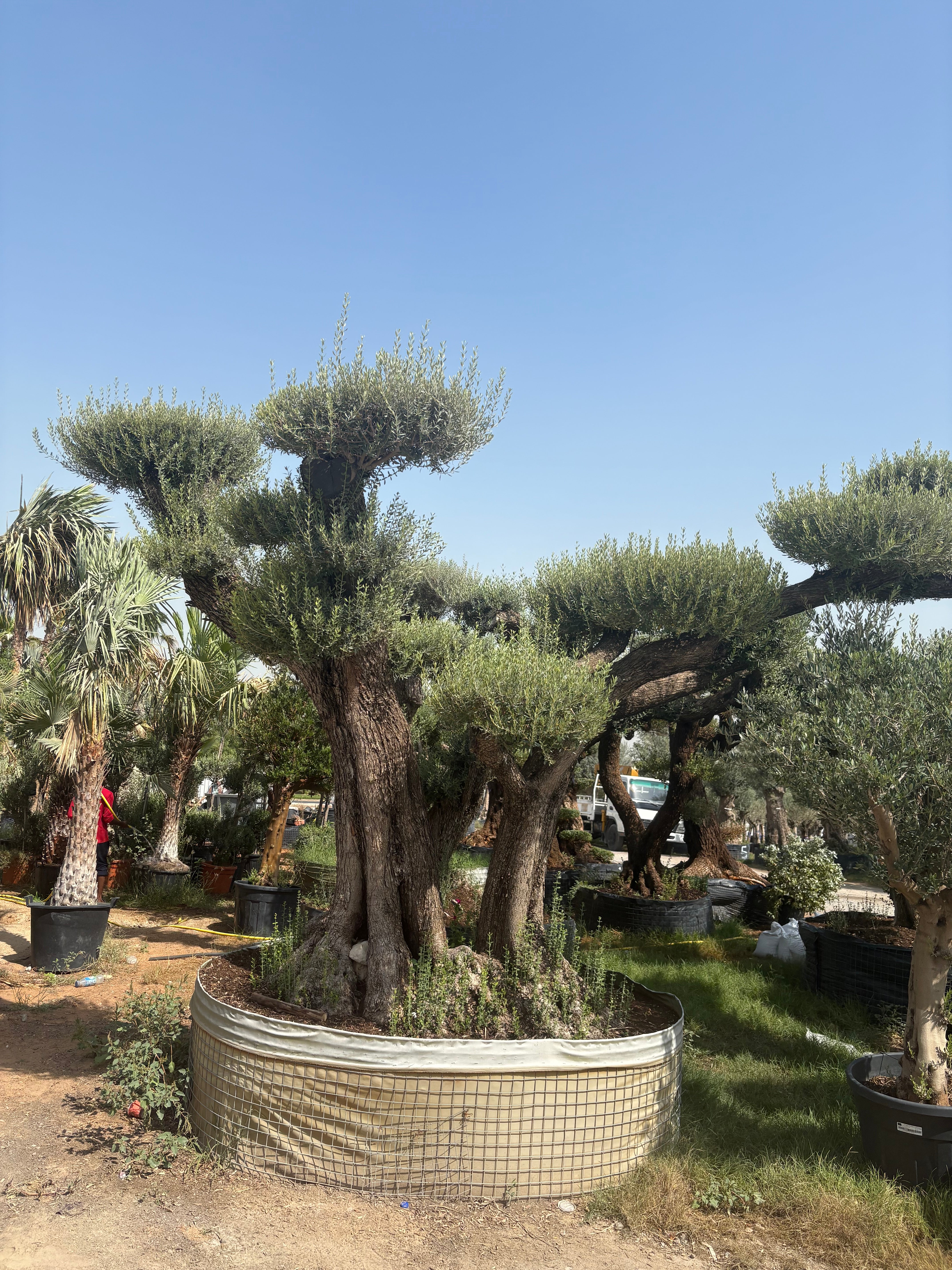 Olive Tree Bonsai 80 yr old Multiple Trunk Outdoor Plants UAE.