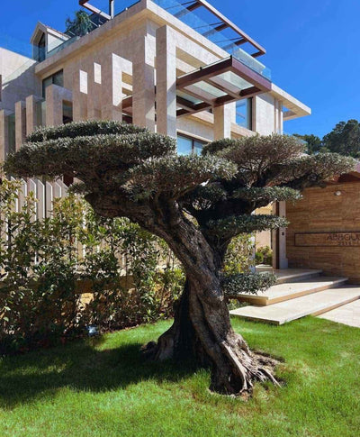 Olive Tree Bonsai Outdoor Plants UAE