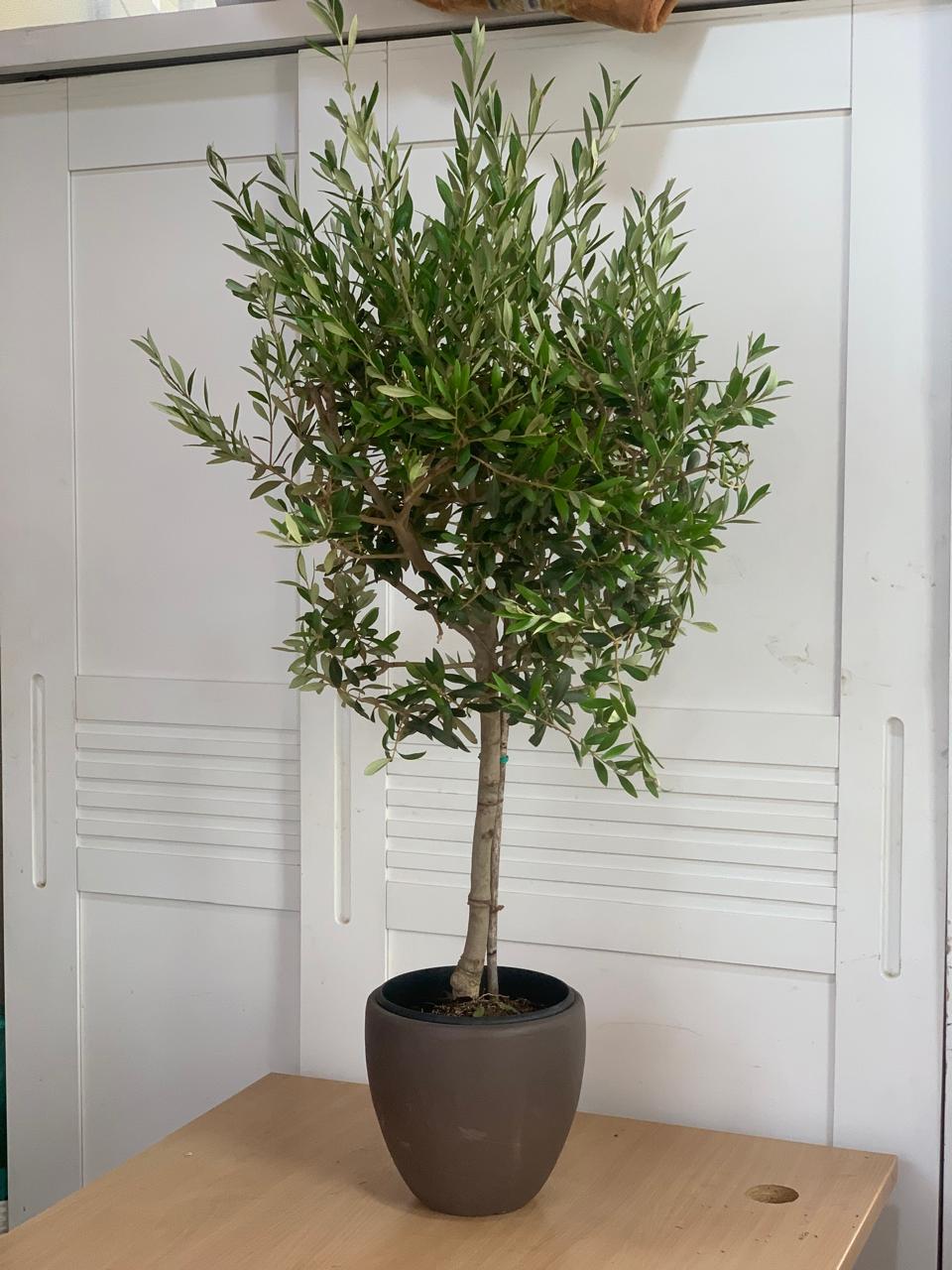 Olive Tree From Spain Plants Dubai.