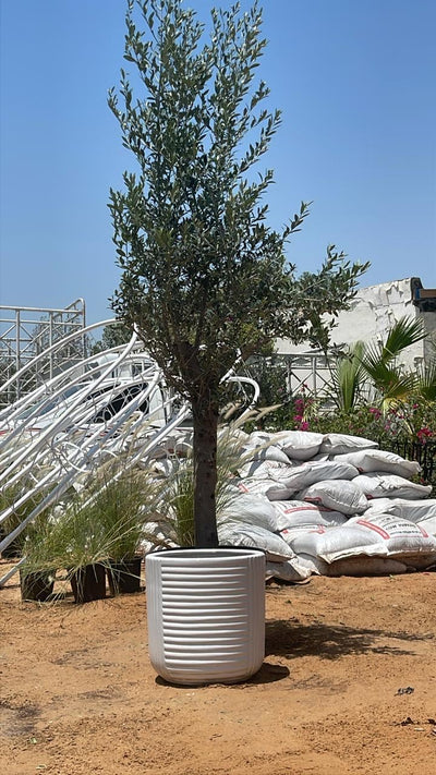 Olive Tree Fully Grown 2.2m to 2.5m 15 year Outdoor Plants Dubai..