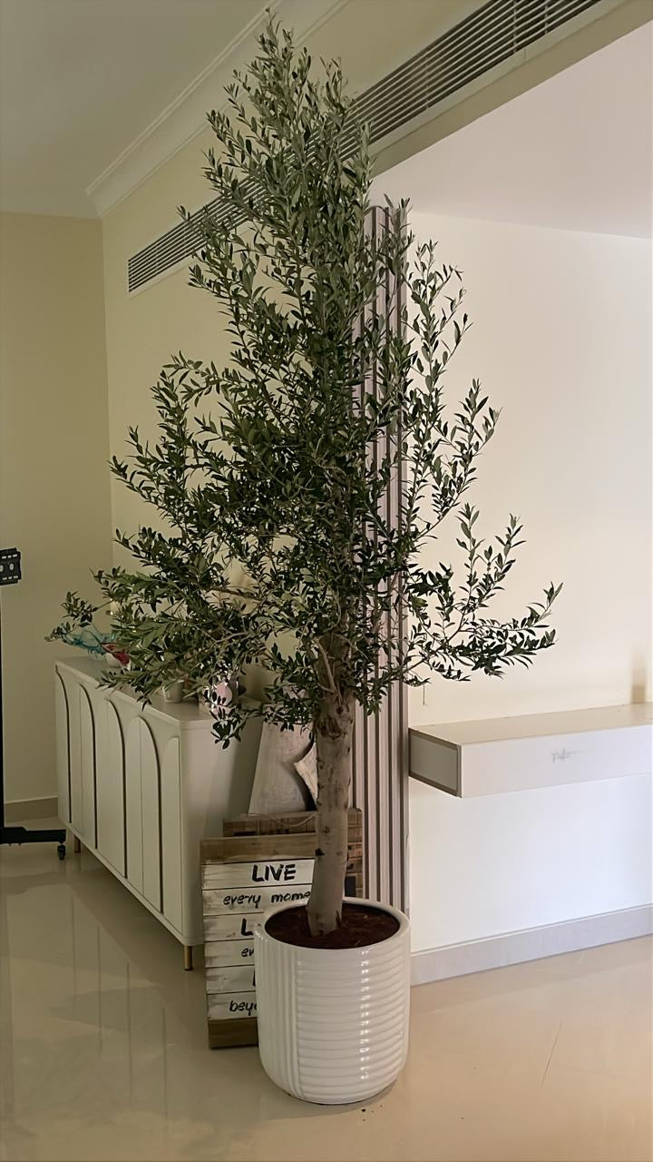 Olive Tree Fully Grown 2.2m to 2.5m 15 year Outdoor Plants Dubai