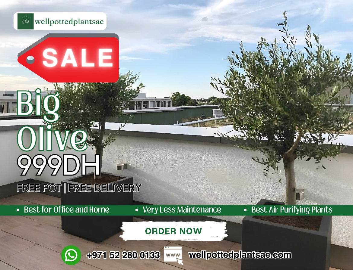 Olive Tree Large Sale 15 year Old Outdoor Plants Dubai..