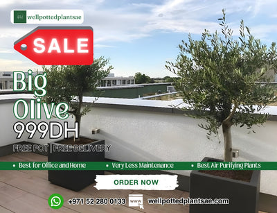 Olive Tree Large Sale 15 year Old Outdoor Plants Dubai..