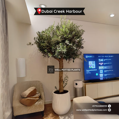 Olive Tree Premium from Spain 30 yr old 2.5m to 3m plants UAE.