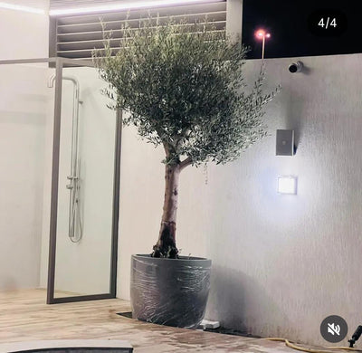 Olive Tree Premium in Fiber Matte. Potted olive tree outside a building with a glass door.