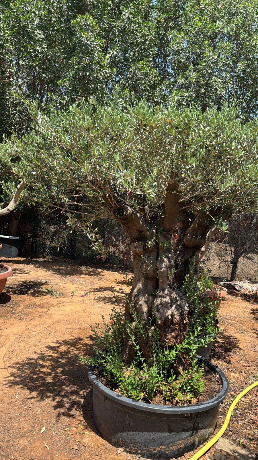 Olive Trees 30 yr old Bonsai Outdoor Plants Dubai
