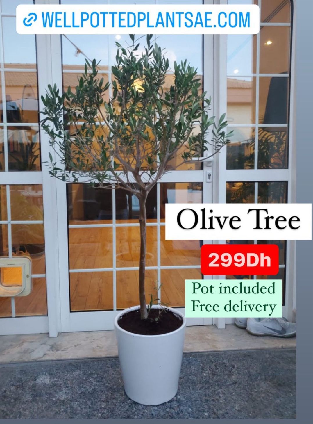 Olive Trees in Dubai 140cm to 150cm.