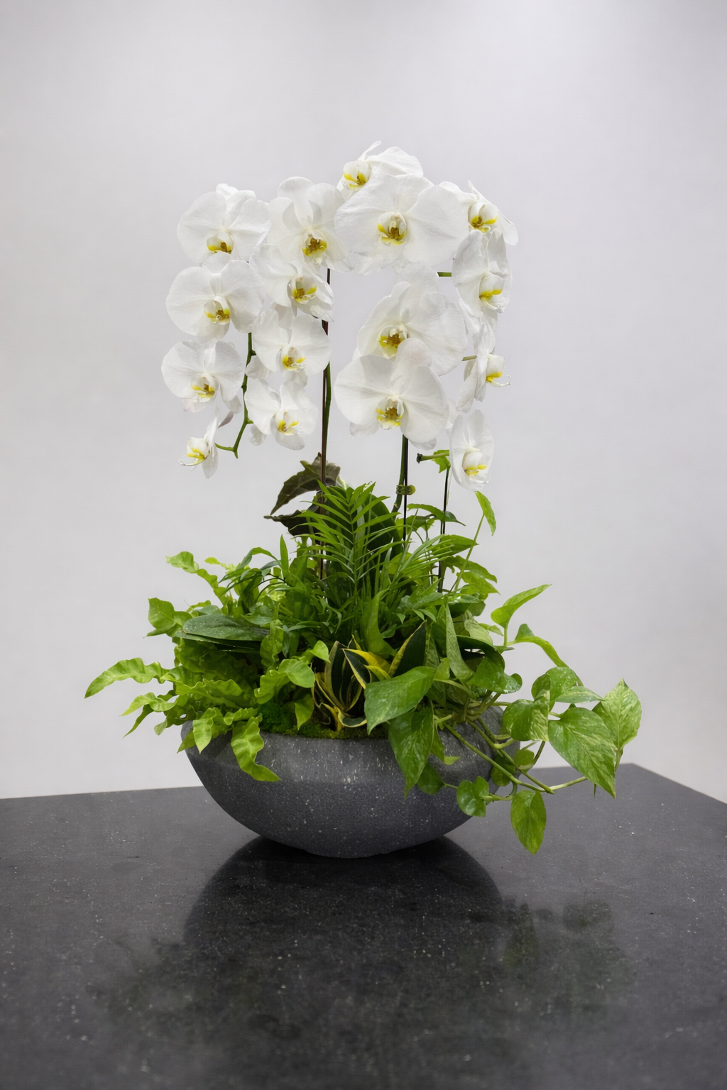White orchids in a concrete planter on a dark surface with a light gray background. Orchid Fresh Flowers Combo.