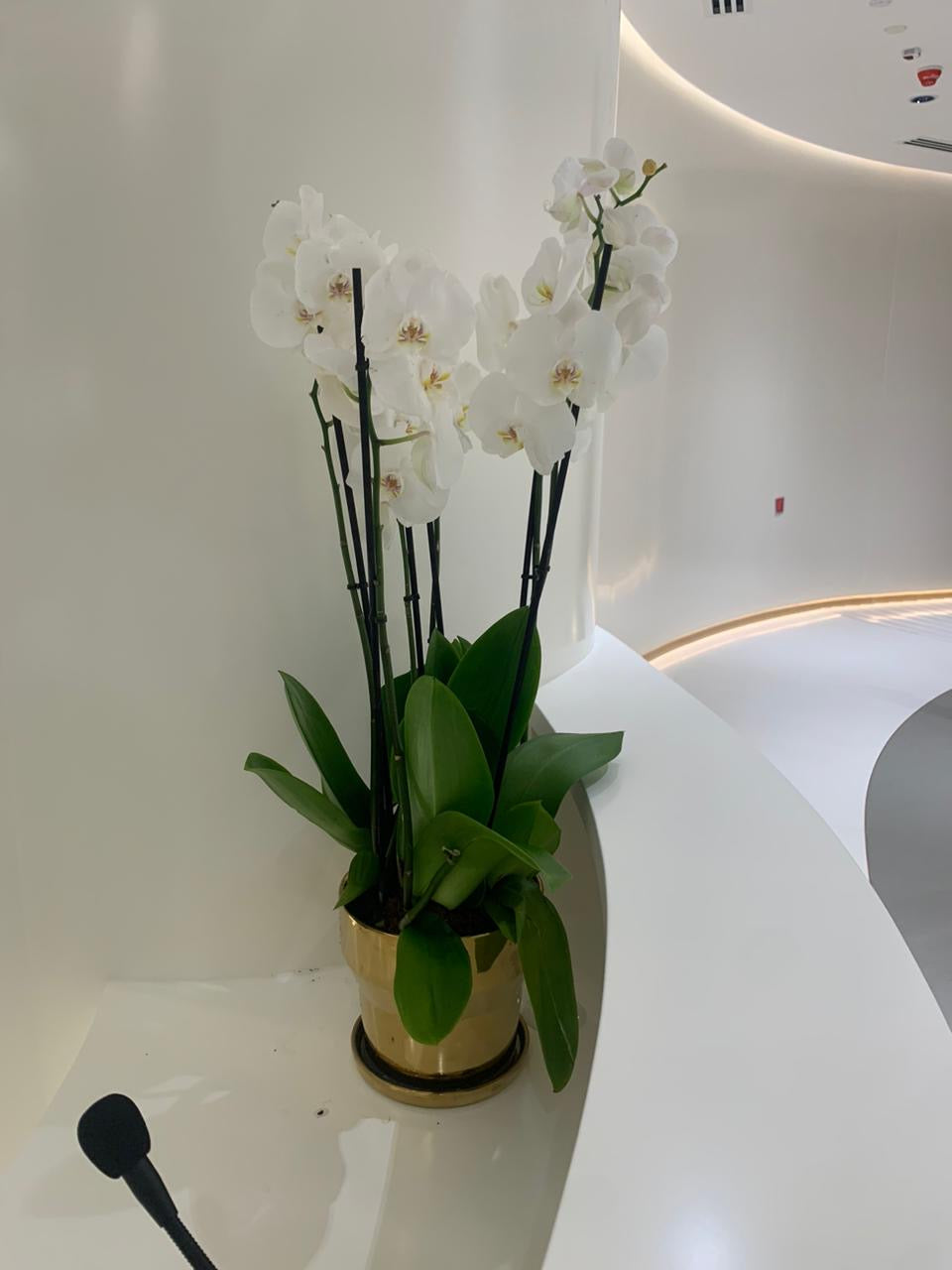 Orchid Natural in Gold Premium Quality Indoor Plants UAE