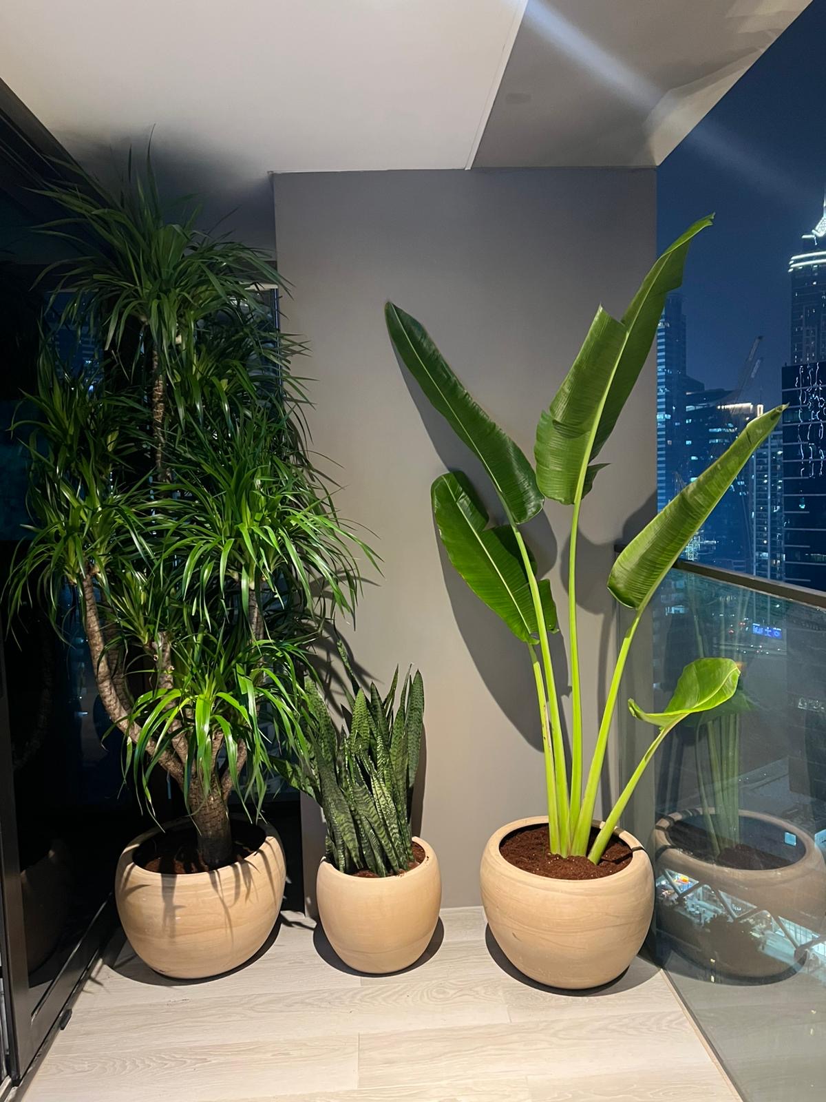 Out door Plant Premium Bundle 3pc Plants UAE.