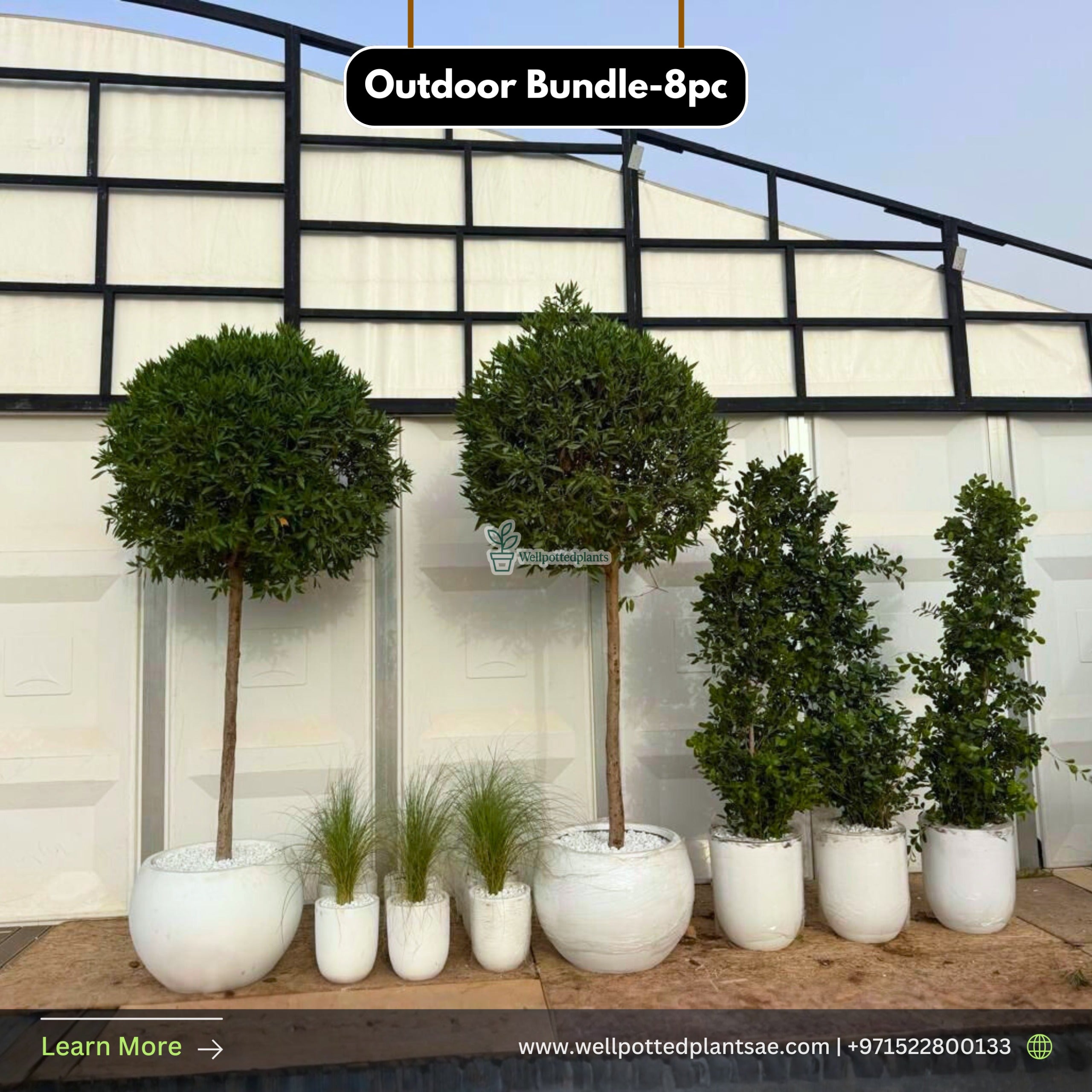 Outdoor Bundle Premium Plants UAE.