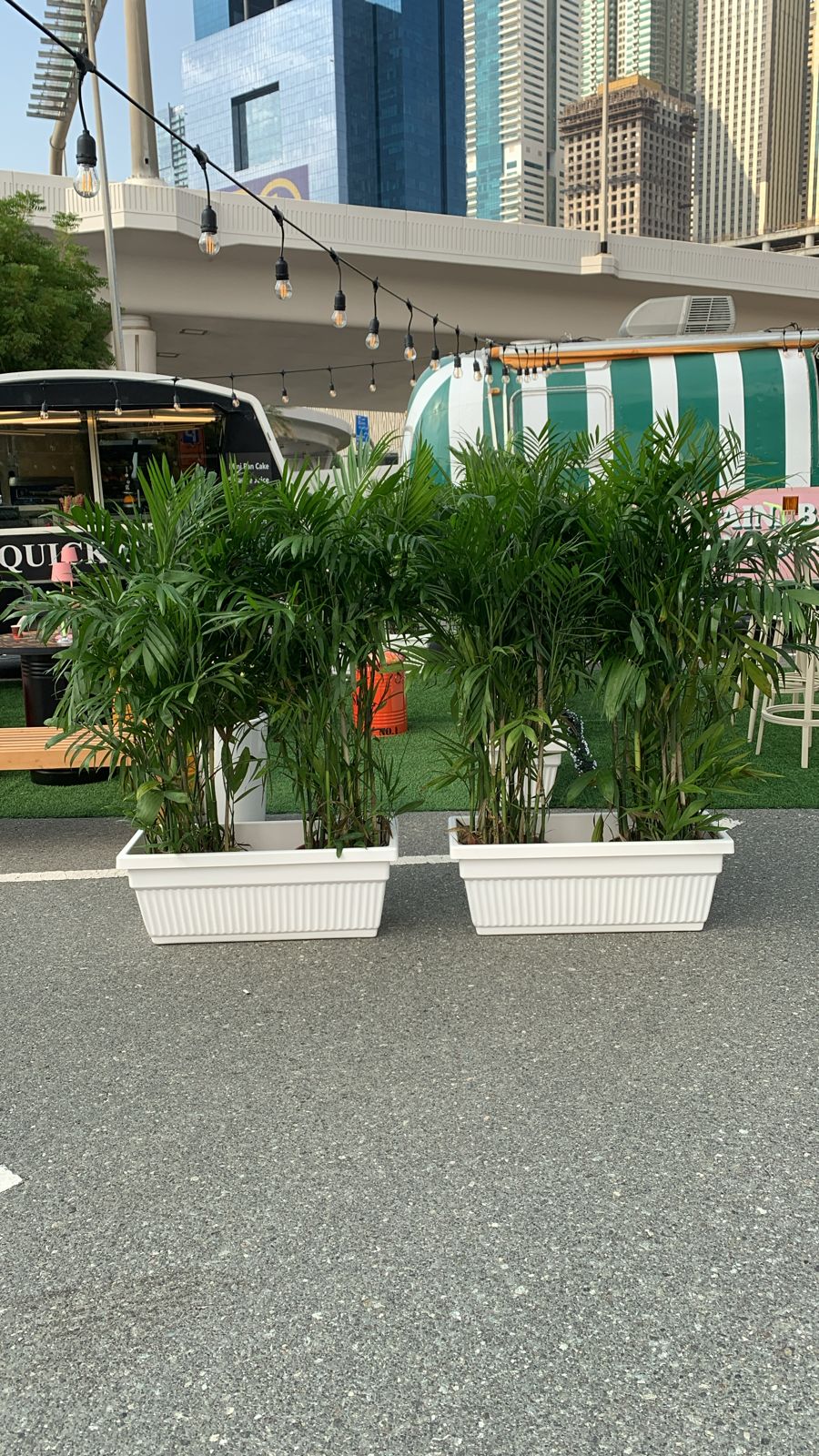 Outdoor Giant Bamboo Palm Plant in UAE.