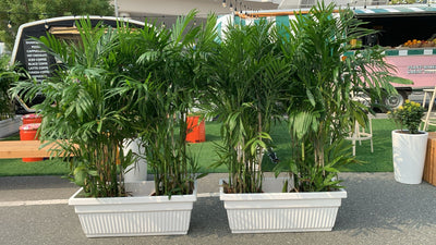 Outdoor Giant Bamboo Palm Plant in UAE 1