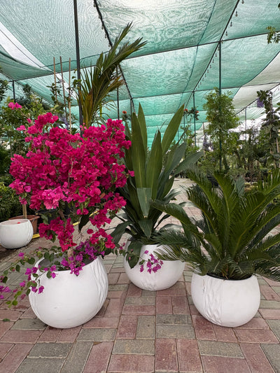 Outdoor Plant Bundle Big Sale 3pc Indoor Plants UAE.