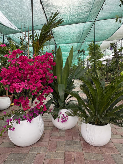 Outdoor Plant Bundle Big Sale 3pc Plants UAE.