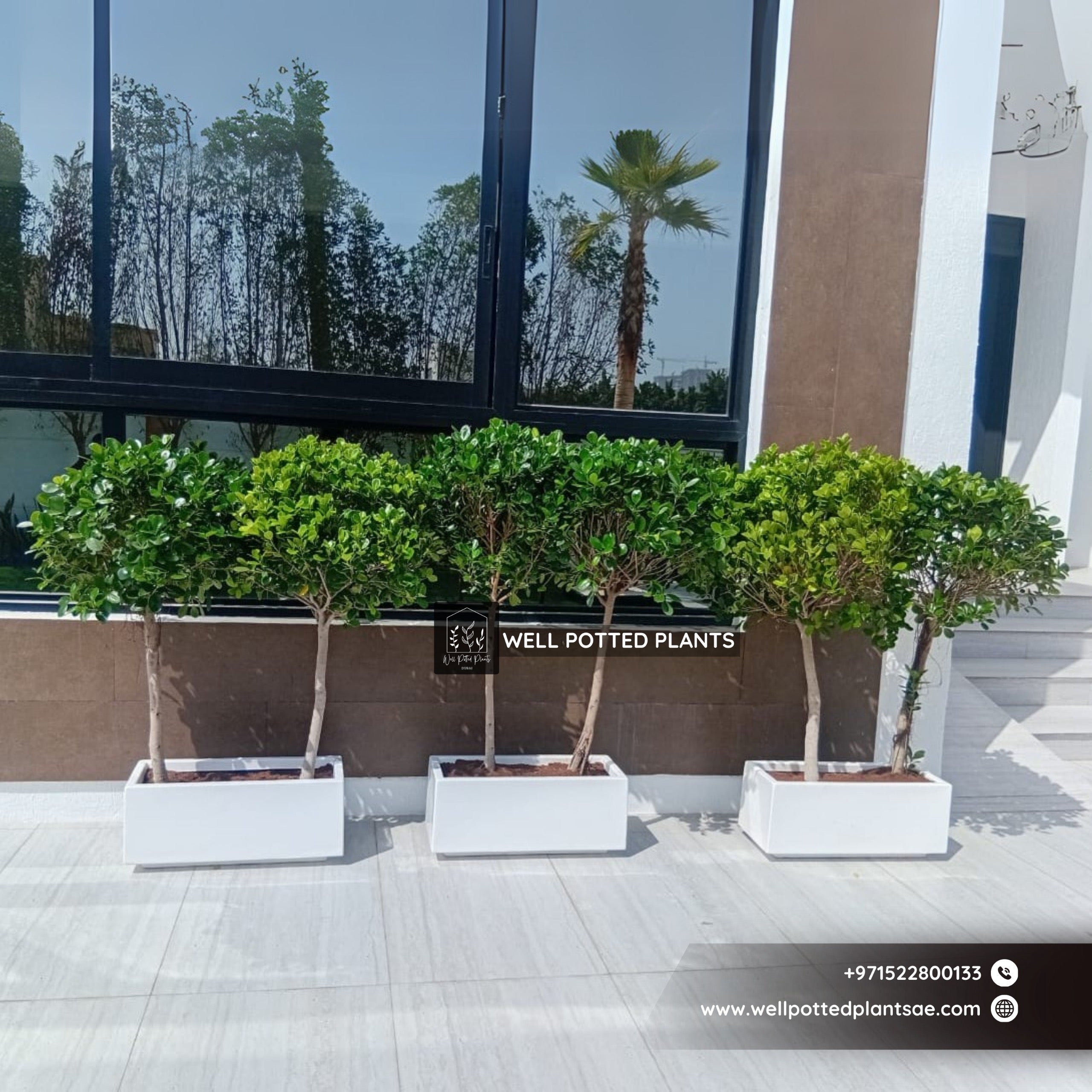 Outdoor Plant Privacy Hedge in Fiber Plants UAE.