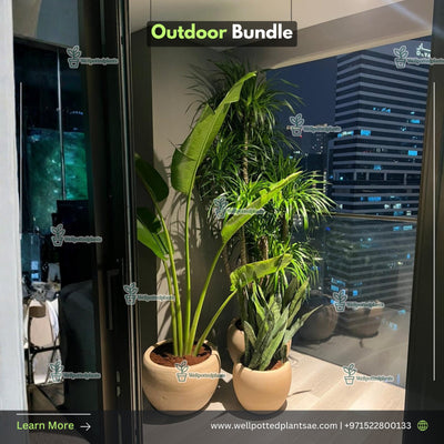 Outdoor Plants Bundle Premium in Beige Plants UAE.