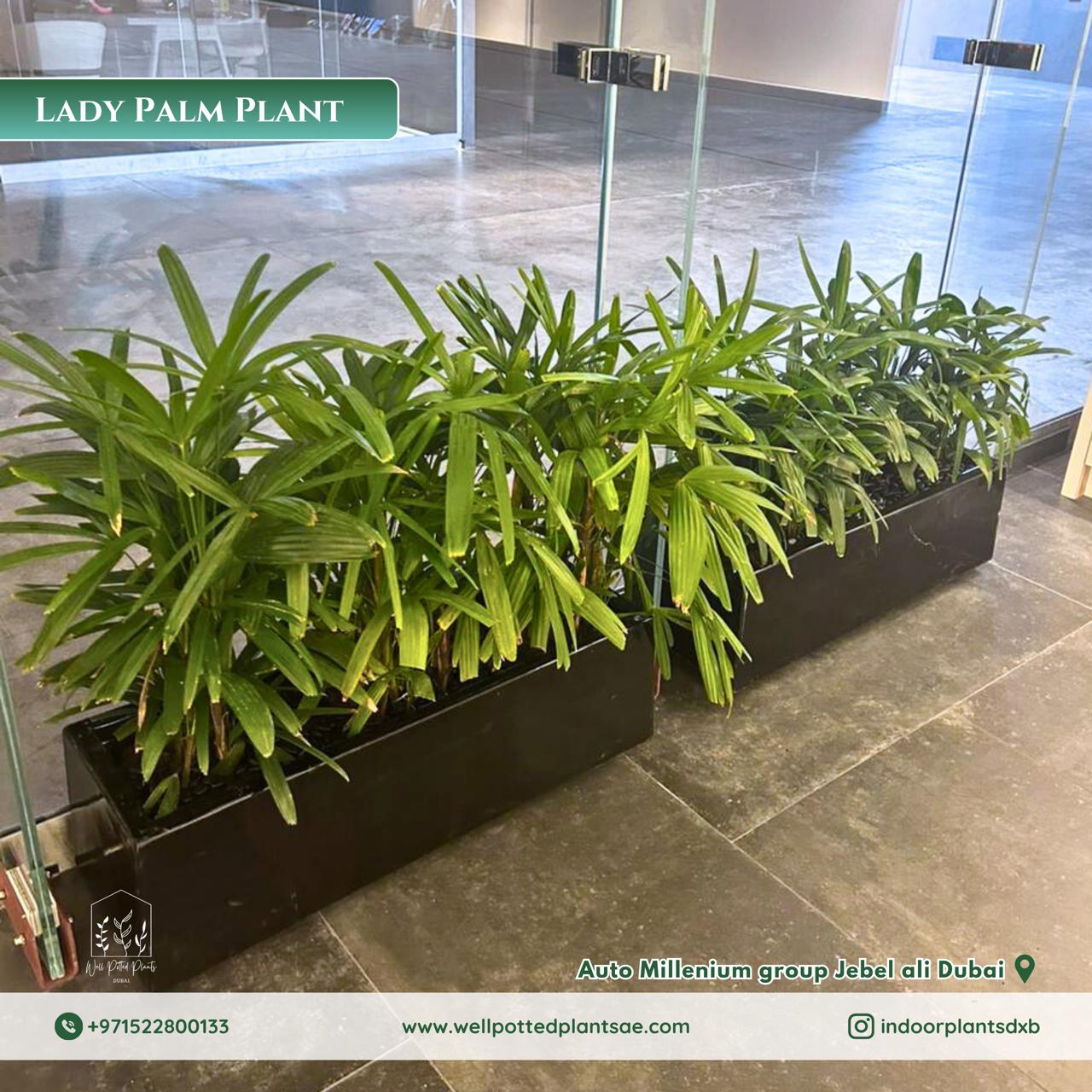 Outdoor Plants in Rectangle Fiber Pot (Lady Palm) Indoor Plants UAE