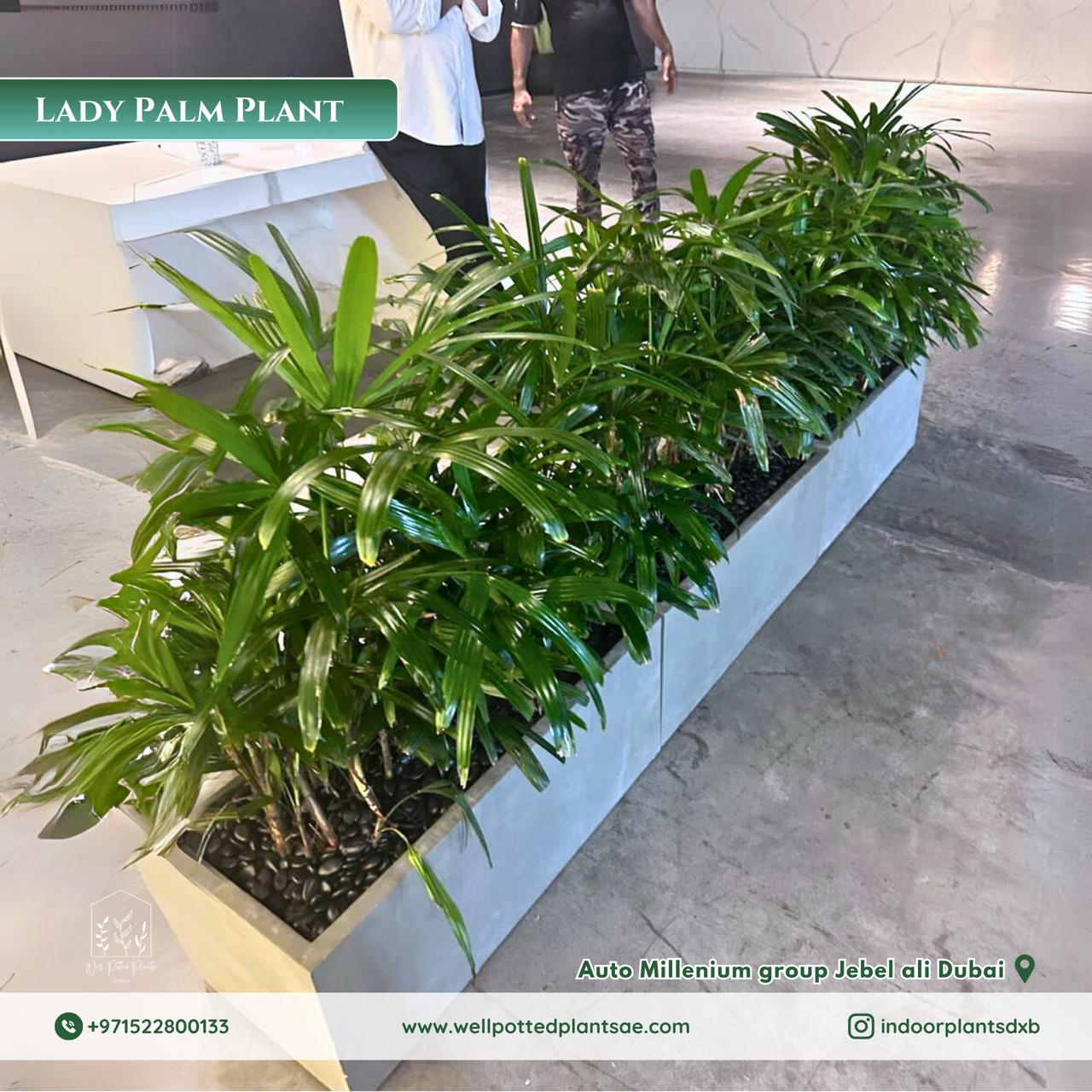 Outdoor Plants in Rectangle Fiber Pot (Lady Palm) Plants UAE