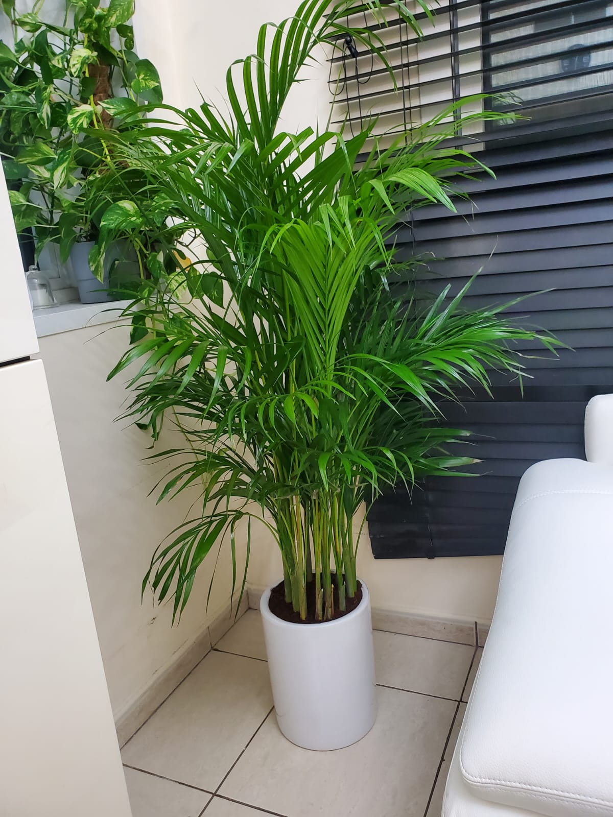 PROMO: Bushy Areca Palm in Ceramic Pot – 199DH, UAE