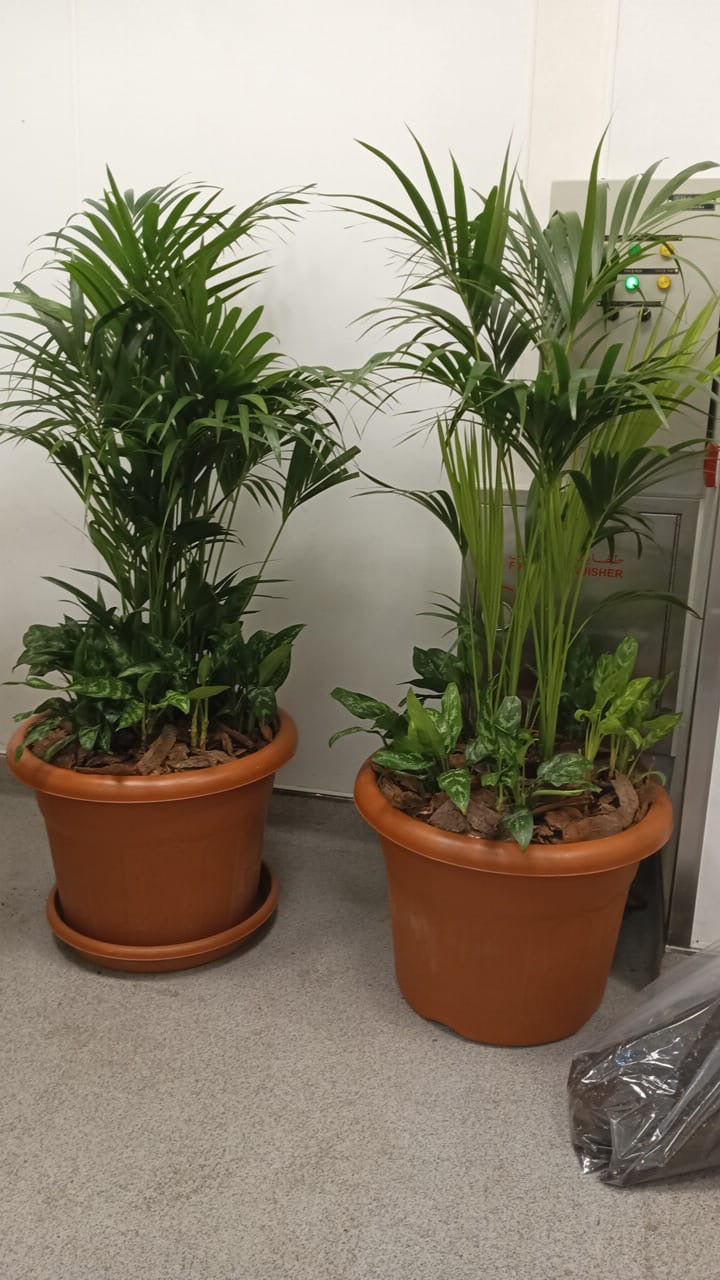 Palm Large with packed with fern 2 Pots Bundle Plants UAE.