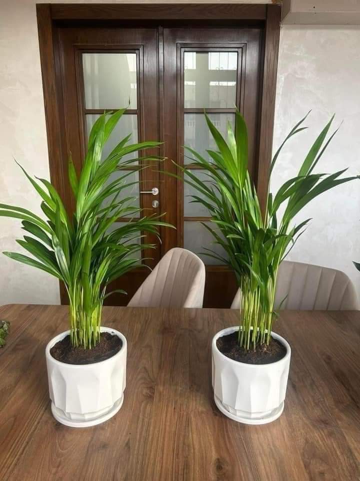 Parlour Palm Table Plant Dubai 1pc. Two potted plants on a wooden table with a door in the background