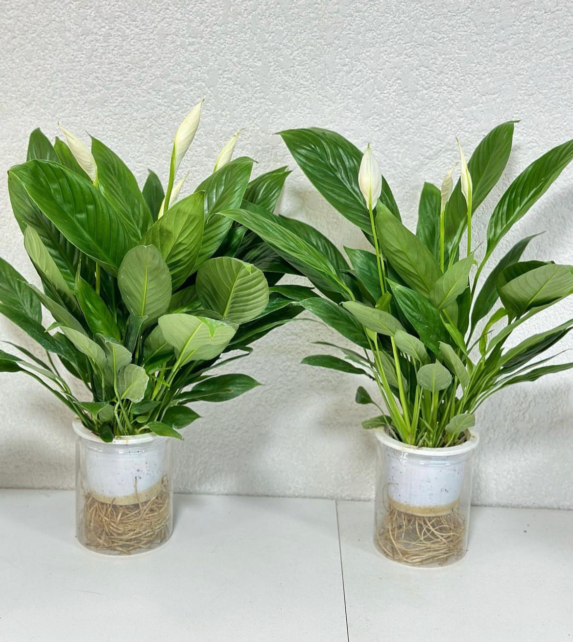 Peace lily Each in Self Watering Pot Indoor Plants UAE.