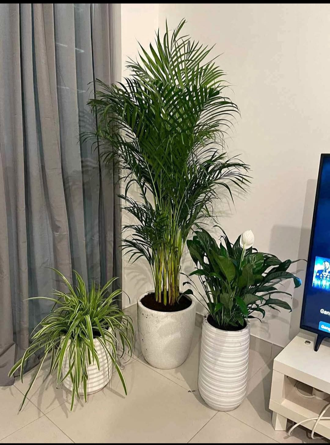 Pet friendly Plants Bundle Plants Dubai