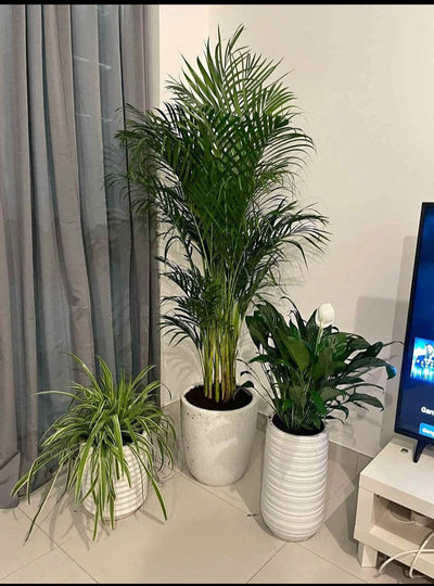 Pet friendly Plants Bundle Plants Dubai