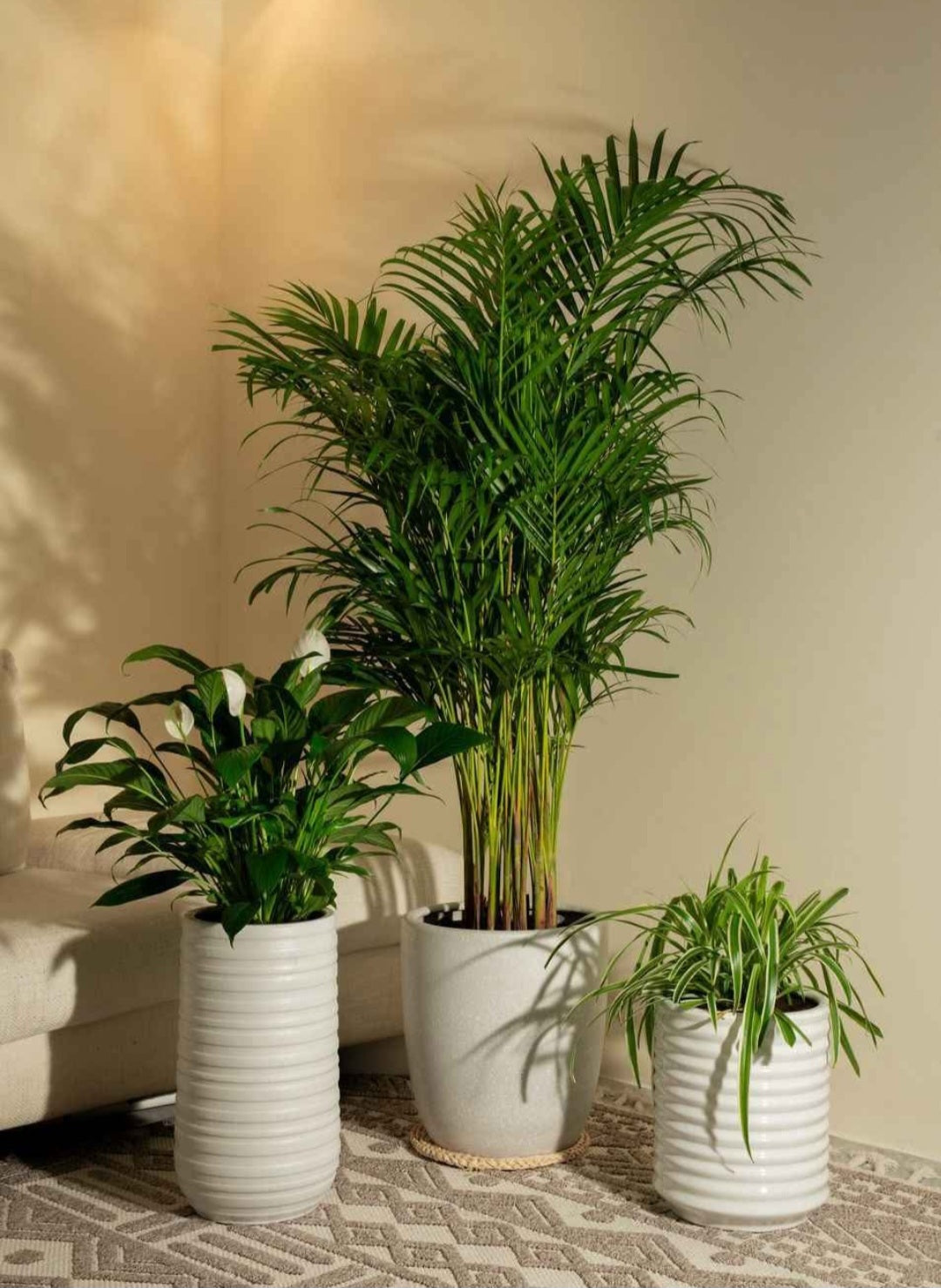 Pet friendly Plants Bundle Plants UAE.