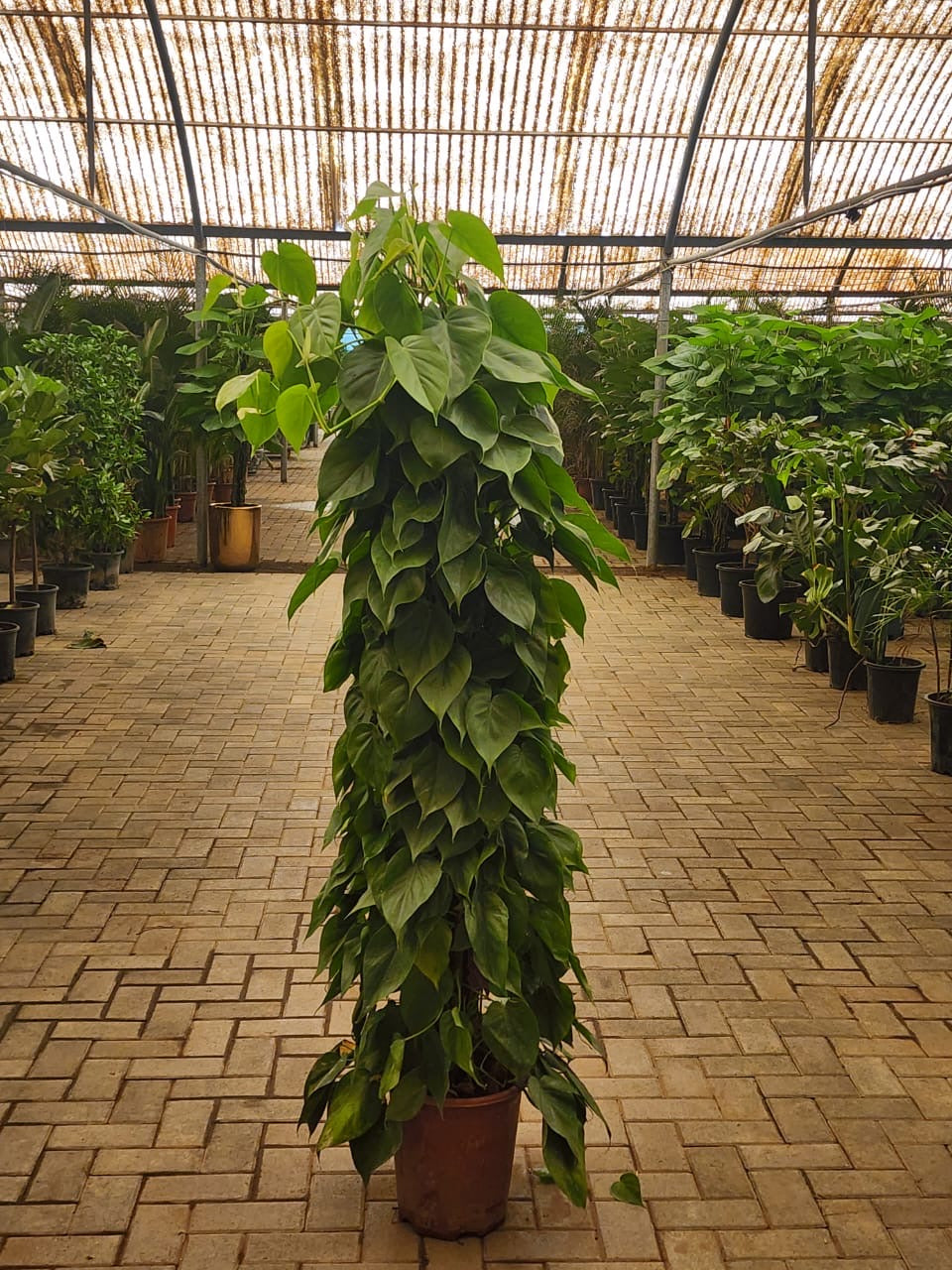 Philodendron XL Promo Plants UAE