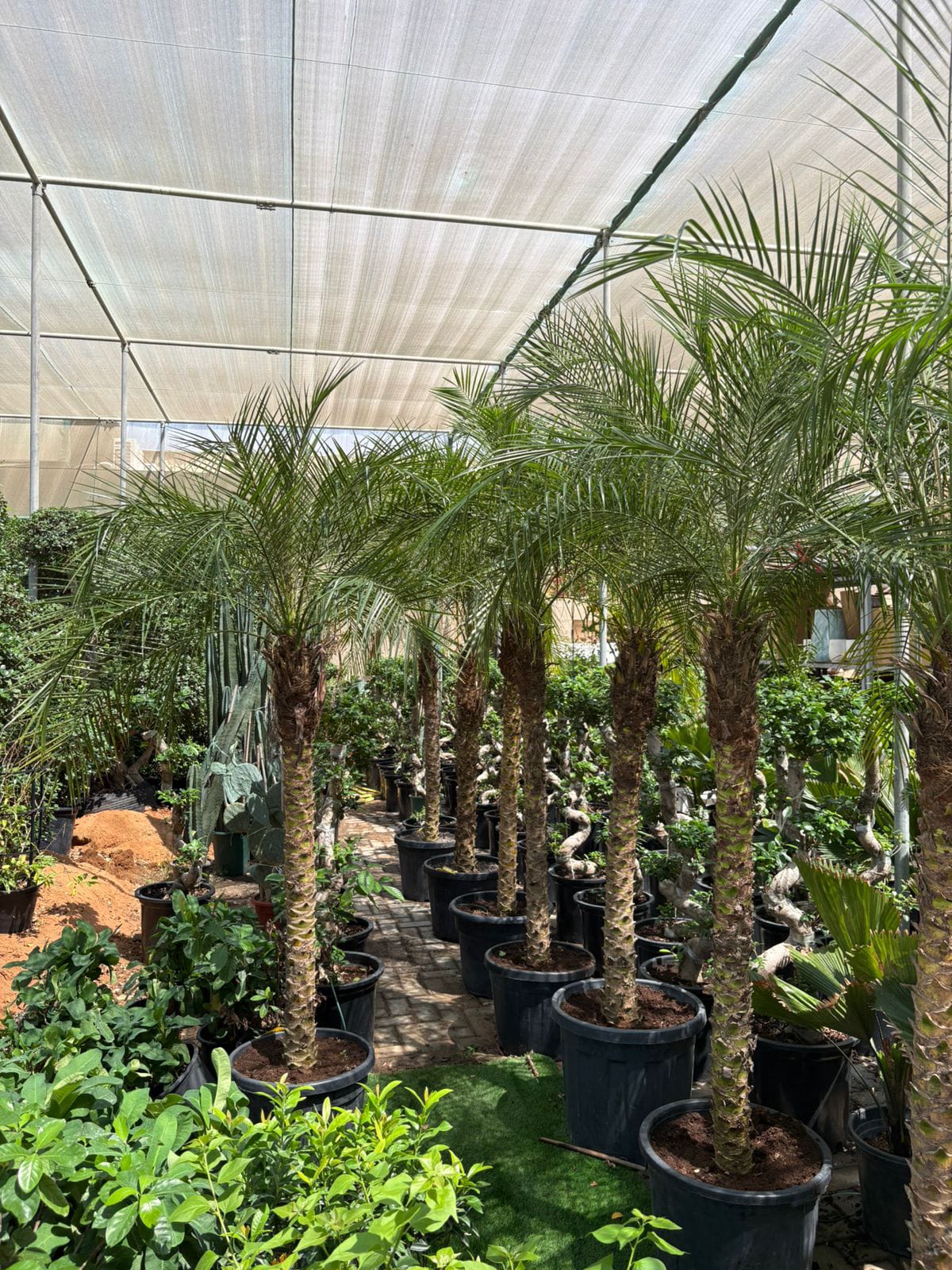 Phoenix Palm Tree  Thailand Outdoor Plants UAE.