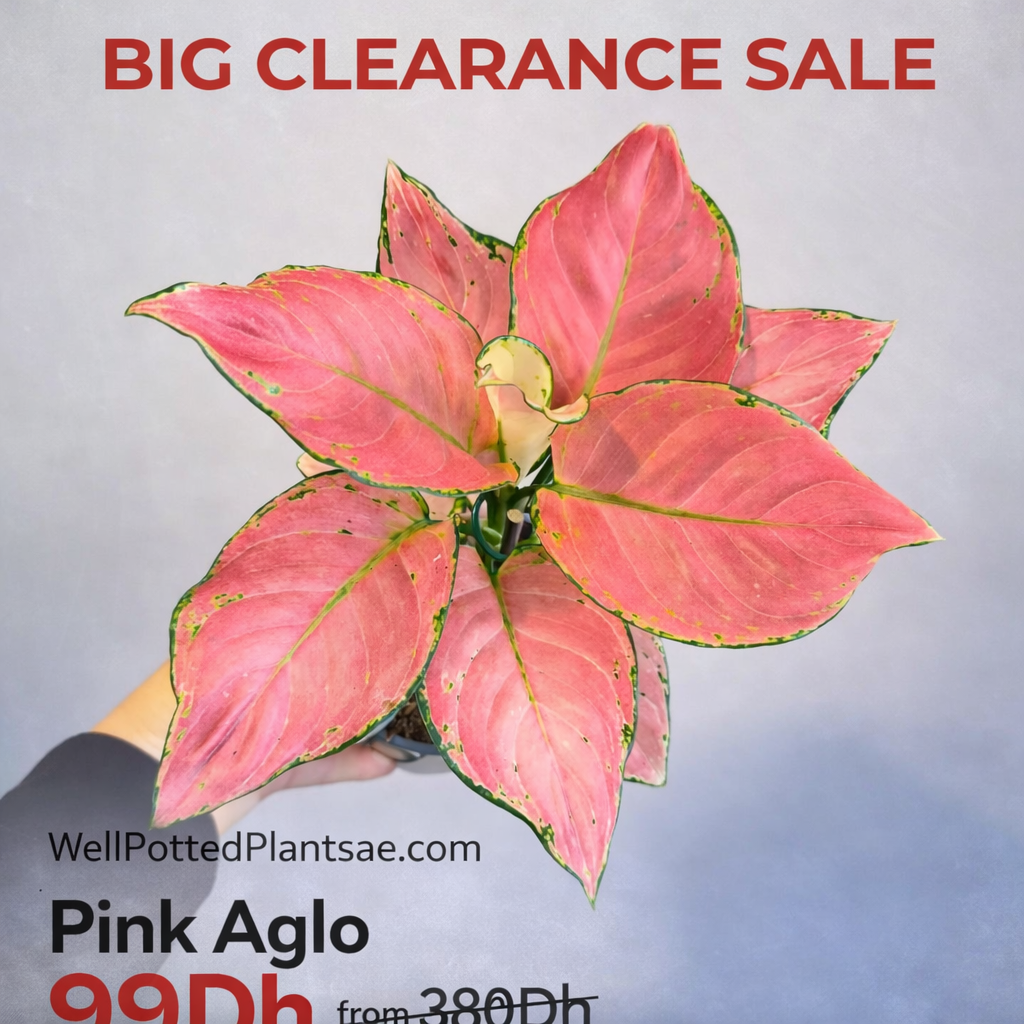 Pink potted plant with 'Big Clearance Sale' text and promotional pricing on a gray background.