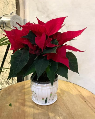 Poinsettia in Ceramic PROMO Plants UAE