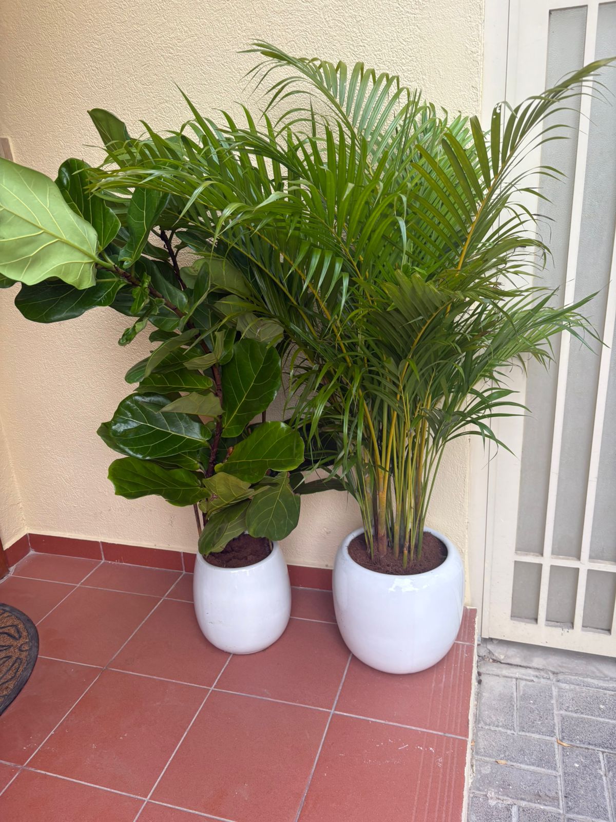 Power House Plants Bundle Areca + Fiddle Indoor Plants UAE.