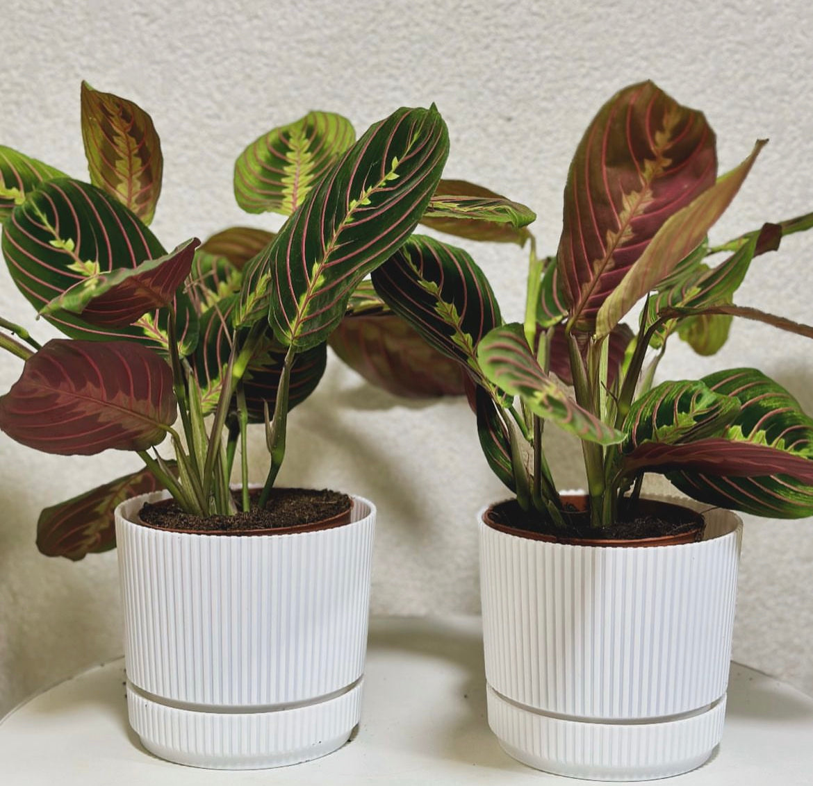 Prayer Plant Each Plants UAE.