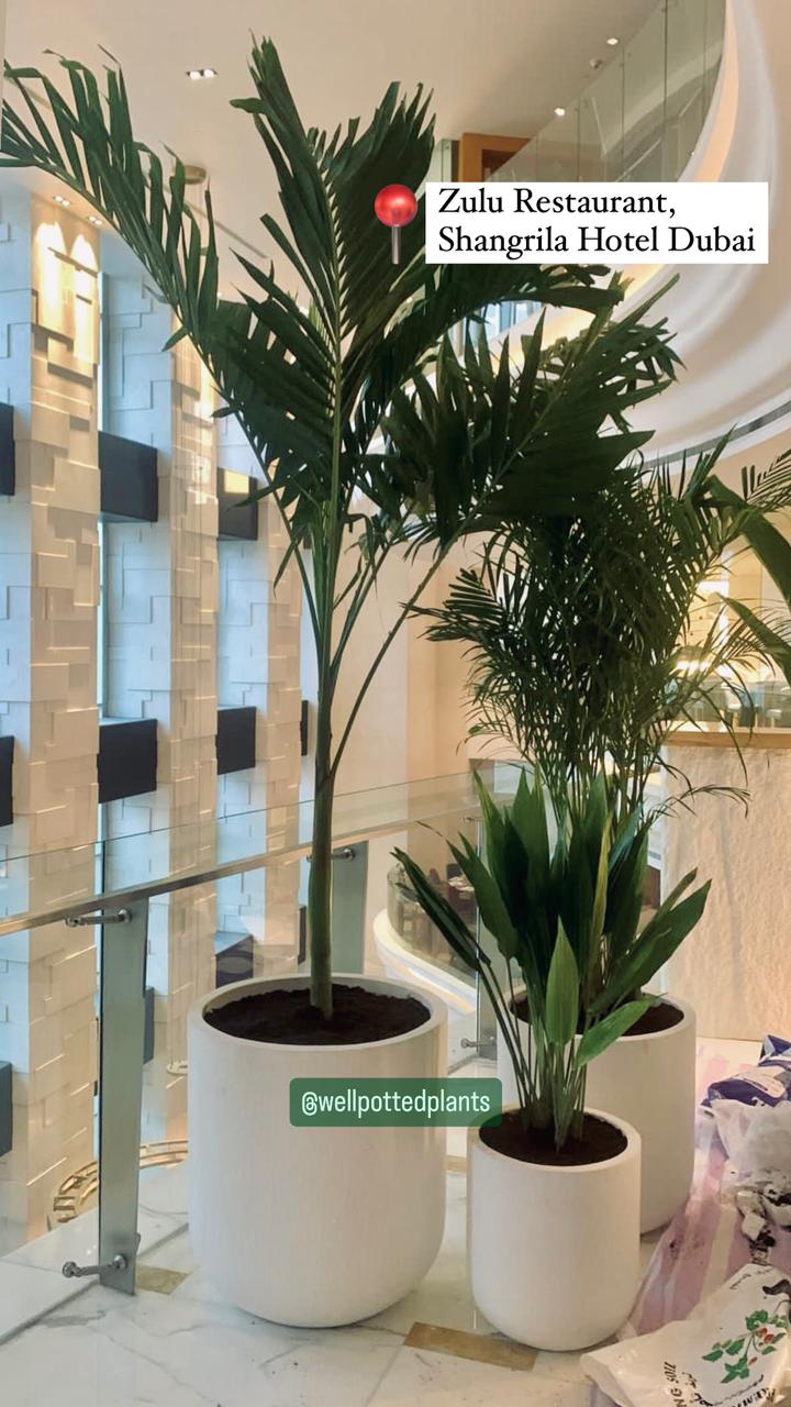 Premium Indoor Plants Bundle in Fiber Areca + Vietchia Palm + Cast Iron Plant Dubai