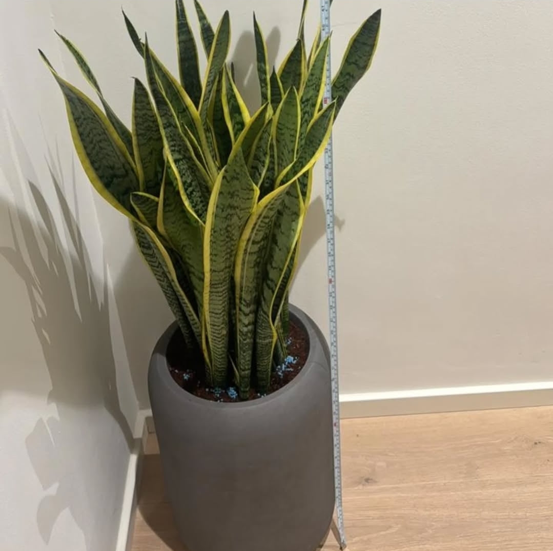 Premium Snakeplant in Fiber Pot Matte Finish Indoor Plants UAE
