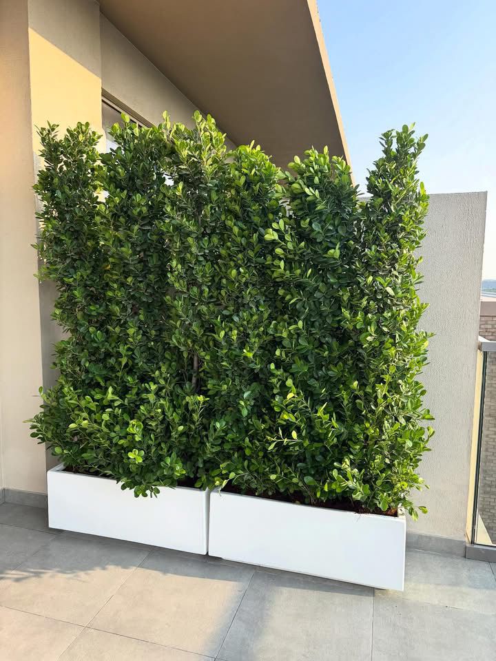 Privacy Ficus Very Bushy in Fiber Pot Plants UAE.