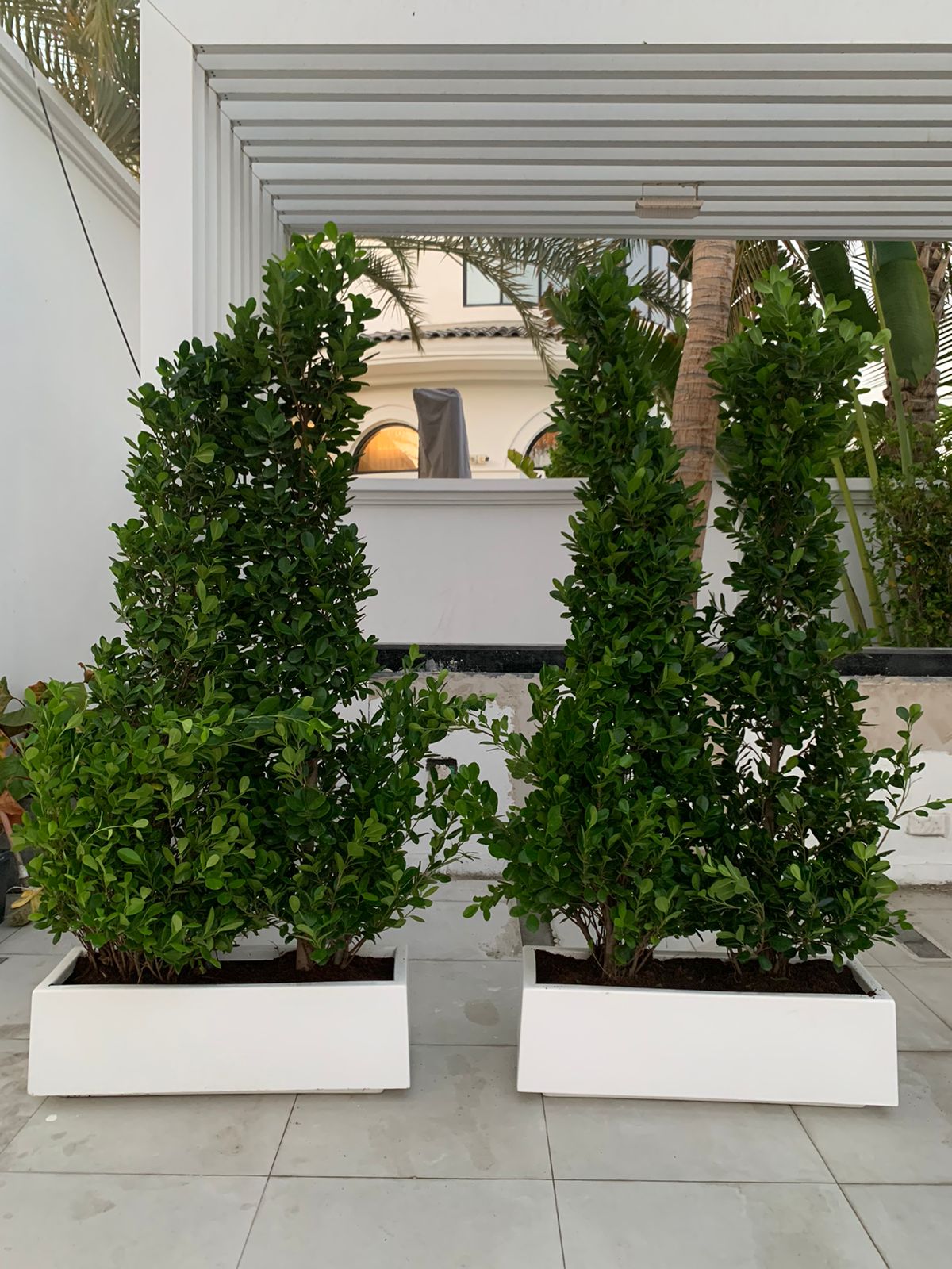 Privacy Plant Ficus 2pots Bundle in Fiber Indoor Plants Dubai