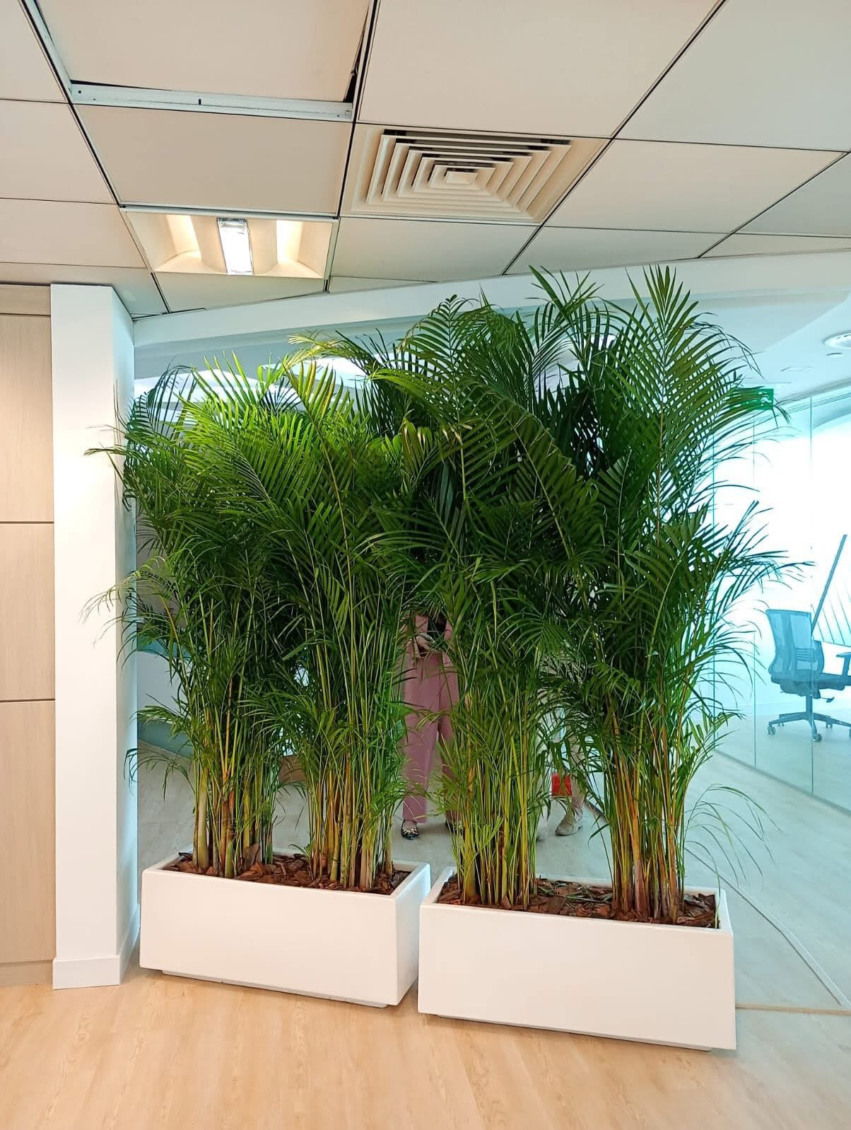 Privacy in Fiber Plants Dubai. Potted plants in an office setting with a person in the background.