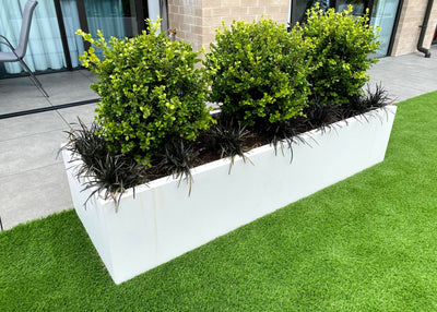 Rectangle Pots for Plants. White rectangular planter with green bushes on a grassy area
