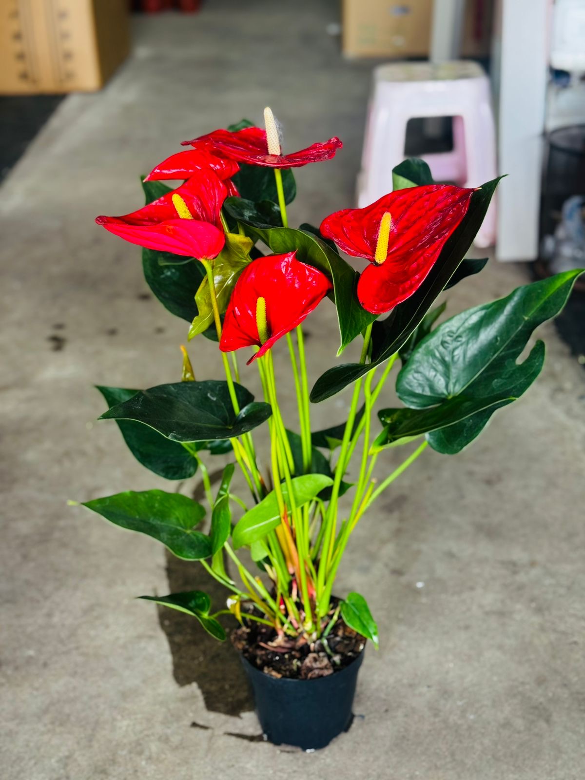 Red Anthurium Premium Promo Plants Dubai