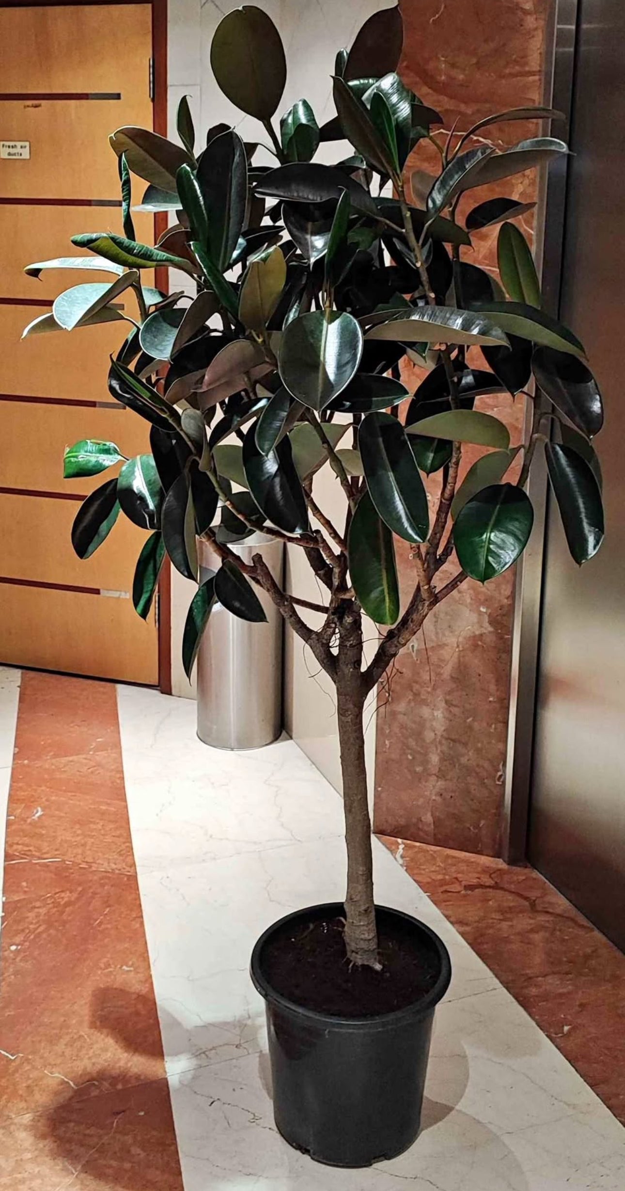 Rubber Large Premium in Nursery Pot Plants UAE.